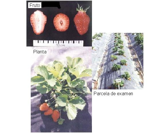 imagen ilustrativa de fruto, planta y parcela de examen.