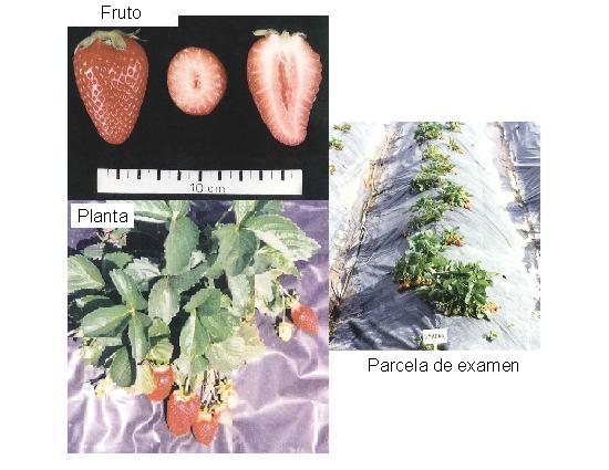 imagen ilustrativo de fruto, planta y parcela de examen