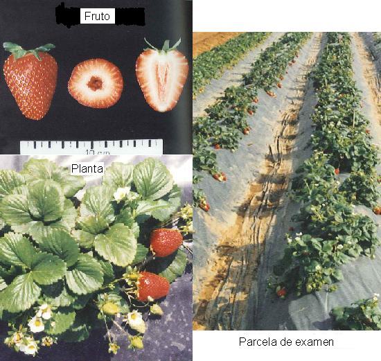 imagen ilustrativa de fruto, planta y parcela de examen.