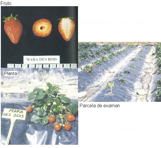 imagen ilustrativa de fruto, planta y parcela de examen.