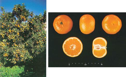 Imagen ilustrativa de árbol y fruto.