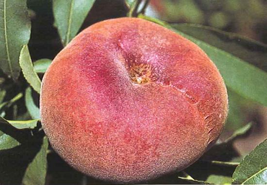 Imagen del fruto de la variedad Sweet Cap