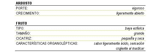 Los caracteres morfolgicos de la variedad son: arbusto porte vigoroso y crecimiento ligeramente abierto, el fruto es una baya esfrica grande, con cicatriz pequea y seca con sabor ligeramente cido y sensacin crujiente al masticar.