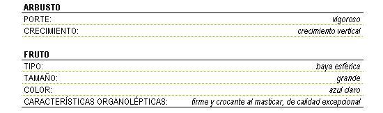 Los caracteres morfolgicos de la variedad Draper  son: arbusto vigoroso de crecimiento vertical, el fruto es una baya esfrica grande de color azul claro, firme y crocante al masticar, de calidad excepcional.