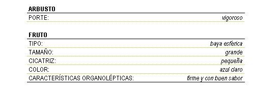 Los caracteres morfolgicos son arbusro vigoroso, el fruto es una baya esfrica grande, con cicatriz pequea, color azul claro, firme y con buen sabor.