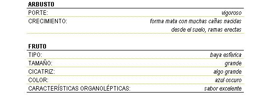 Los caracteres morfolgicos de la variedad Blueray son, un arbusto vigoroso con forma de mata con caas nacidas desde el suelo, ramas erectas; respecto al fruto es una baya esfrica grande con cicatriz algo grande, de color azul oscuro y sabor excelente.