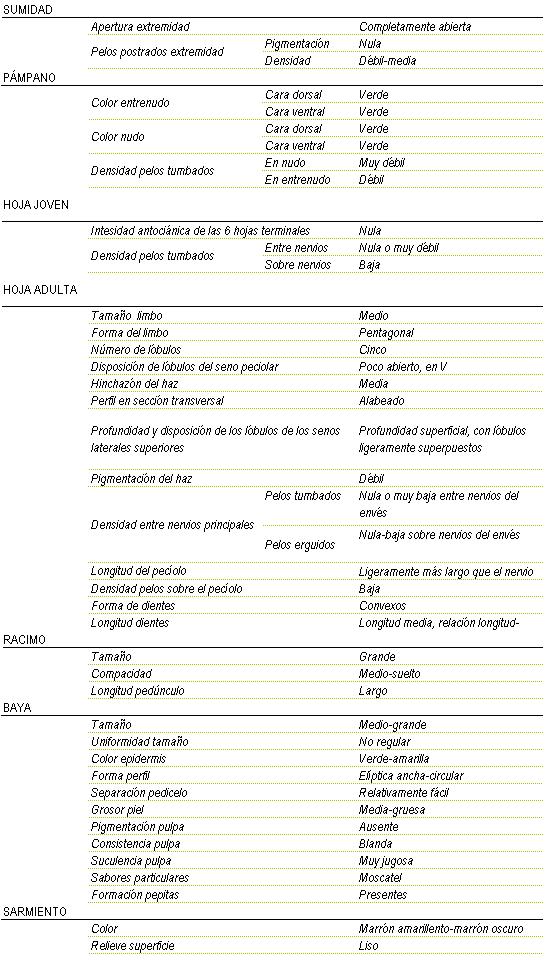 Racimo de tama�o grande, compacidad de medio a suelto y longitud de ped�nculo largo. La baya es de tama�o medio a grande y uniformidad no regular, color de la epidermis verde a amarilla, forma eliptica ancha a circular, separaci�n pedicelo relativamente f�cil, grosor de piel media a gruesa, pigmentaci�n de la pulpa ausente, consistencia blanda y muy jugosa, sabor particular moscatel, y pepitas presentes. Sarmiento de color marron amarillento a marr�n oscuro y relieve de superficie liso. Sumidad: apertura de extremidad completamente abierta, los pelos postrados en extremidad tienen una pigmentaci�n nula y una densidad d�bil a media. Pampano: el color del entrenudo y el del nulo tanto en la cara dorsal como en la ventral es verde, la densidad de pelos tumbados en el nudo es muy d�bil y en el entrenudo d�bil. La hoja joven tiene una intensidad antoci�nica de las 6 hojas terminales nula, y la densidad de pelos tumbados entre nervios nula o muy d�bil y sobre nervios baja. La hoja adulta tiene el tama�o del limbo medio de forma pentagonal, cinco l�bulos, disposici�n de l�bulos del seno peciolar poco abierto, en V, hinchaz�n del haz media, perfil en secci�n transversal alabeado, profundidad superficial con l�bulos ligeramente superpuestos, pigmentaci�n del haz d�bil, Densidad entre nervios principales en los pelos tumbados nula o muy baja entre nervios del env�s y en los pelos erguidos nula a baja sobre nervios del env�s,  densidad de pelos sobre el peciolo baja, la forma de los dientes convexos de longitud media, relaci�n longitud - anchura grande.