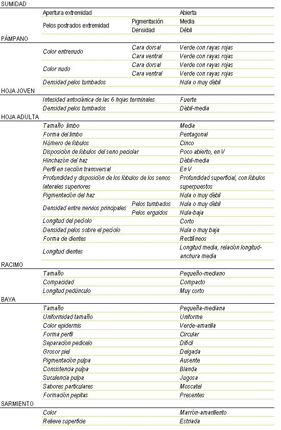 Racimo de tama�o peque�o a mediano, compacto y longitud de ped�nculo muy corto. La baya es peque�a y uniforme, color de la epidermis verde a amarilla, forma circular, separaci�n pedicelo dificil,  piel delgada, pigmentaci�n de la pulpa ausente, consistencia blanda y jugosa, sabor particular moscatel, y pepitas presentes. Sarmiento de color marron amarillento y relieve de superficie estriada. Sumidad: apertura de extremidad abierta, los pelos postrados en extremidad tienen una pigmentaci�n media y una densidad d�bil. Pampano: el color del entrenudo y el del nulo tanto en la cara dorsal como en la ventral es verde con rayas rojas, la densidad de pelos tumbados es nula o muy d�bil. La hoja joven tiene una intensidad antoci�nica de las 6 hojas terminales fuerte, y la densidad de pelos tumbados d�bil a media. La hoja adulta tiene el tama�o del limbo medio de forma pentagonal, cinco l�bulos, disposici�n de l�bulos del seno peciolar poco abierto, en V, hinchaz�n del haz d�bil a media, perfil en secci�n transversal en V, profundidad superficial con l�bulos superpuestos, pigmentaci�n del haz nula o muy d�bil, Densidad entre nervios principales en los pelos tumbados nula o muy d�bil y en los pelos erguidos nula a baja,  longitud del peciolo es corto y la densidad de pelos sobre el peciolo nula o muy baja, la forma de los dientes rectilineos de longitud media, relaci�n longitud - anchura media.