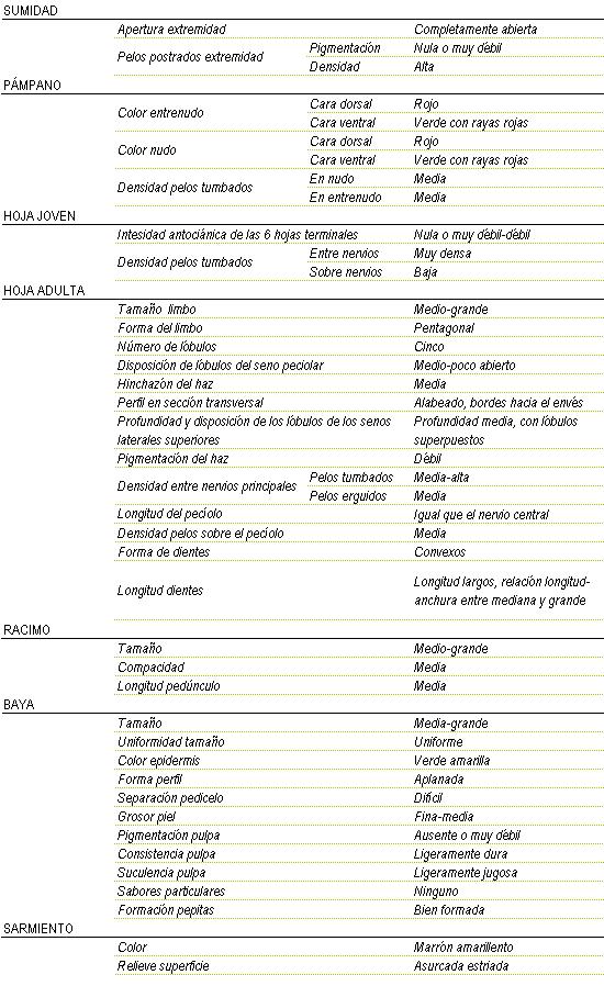 Racimo de tama�o mediano a grande, compacidad media y longitud de ped�nculo media. La baya es de tama�o medio a grande y uniforme, color de la epidermis verde amarilla, forma aplanada, separaci�n pedicelo dificil, grosor de piel fina a media, pigmentaci�n de la pulpa ausente o muy d�bil, consistencia ligeramente dura y ligeramente jugosa, sin sabor particular, y pepitas bien formadas. Sarmiento de color marron amarillento y relieve de superficie asurcada estriada. Sumidad: apertura de extremidad completamente abierta, los pelos postrados en extremidad tienen una pigmentaci�n nula o muy d�bil y una densidad alta. Pampano: el color del entrenudo en la cara dorsal es rojo y en la cara  ventral es verde con rayas rojas y el color del nudo en la cara dorsal es rojo y la ventral verde con rayas rojas, la densidad de pelos tumbados en el nudo es media y en el entrenudo media. La hoja joven tiene una intensidad antoci�nica de las 6 hojas terminales nula o muy d�bil a d�bil, y la densidad de pelos tumbados entre nervios muy densa y sobre nervios baja. La hoja adulta tiene el tama�o del limbo medio a grande de forma pentagonal, cinco l�bulos, disposici�n de l�bulos del seno peciolar medio a poco abierto, hinchaz�n del haz media, perfil en secci�n transversal alabeado, bordes hacia el env�s, profundidad media, con l�bulos superpuestos, pigmentaci�n del haz d�bil, Densidad entre nervios principales en los pelos tumbados media a alta y en los pelos erguidos media, longitud de pelos sobre el peciolo igual que el nervio central y densidad de pelos sobre el peciolo media, la forma de los dientes convexos de longitud largos, relaci�n longitud - anchura mediana a grande.