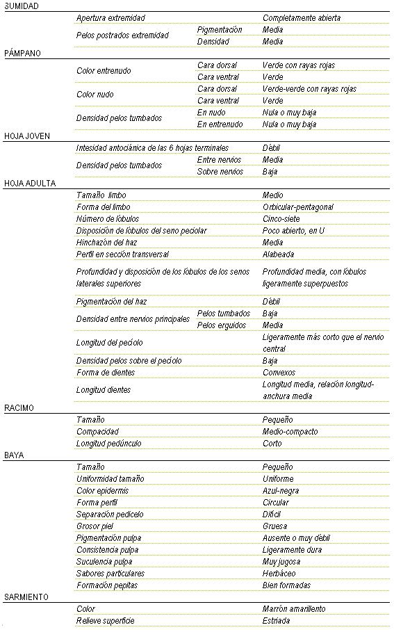 Racimo de tamao pequeo y compacidad medio a compacto, con longitud de pednculo corto. La baya es de tamao pequeo y uniforme, color de la epidermis azul-negra, forma circular, separacin pedicelo dificil, piel gruesa, pigmentacin de la pulpa ausente o muy dbil, consistencia ligeramente dura, suculencia muy jugosa,  sabor particular herbceo, y  pepitas bien formadas. Sarmiento de color marrn amarillento y relieve de superficie estriada. Sumidad: apertura de extremidad completamente abierta, los pelos postrados en extremidad tienen una pigmentacin y una densidad media. Pampano: el color del entrenudo en la cara dorsal es verde con rayas rojas, y en la cara ventral verde. El nudo en la cara dorsal es verde a verde con rayas rojas y en la ventral verde, la densidad de pelos tumbados en el nulo y el entrenudo es nula o muy baja. La hoja joven tiene una intensidad antocinica de las 6 hojas terminales dbil, y la densidad de pelos tumbados entre nervios es media y sobre nervios baja. La hoja adulta tiene el tamao del limbo medio de forma orbicular-pentagonal, de cinco a siete lbulos, disposicin de lbulos del seno peciolar  poco abierto en U, hinchazn del haz medio, perfil en seccin transversal alabeada, profundidad media con lobulos ligeramente superpuestos, pigmentacin del haz dbil, Densidad entre nervios principales en los pelos tumbados baja y en los pelos erguidos media, longitud del pecolo ligeramente ms corto que el nervio central,  baja densidad de pelos sobre el peciolo, la forma de los dientes convexos y de longitud media, relacin longitud - anchura media.