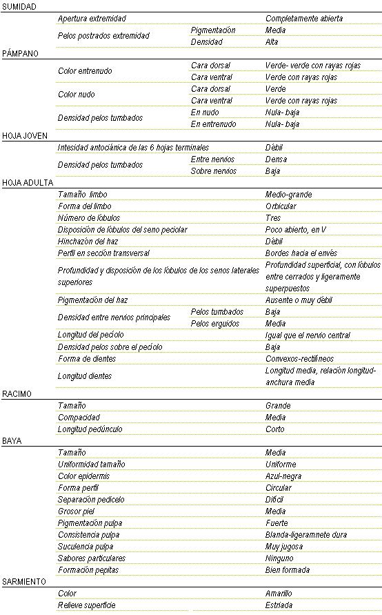 Racimo de tamao grande de compacidad media y longitud de pednculo corto. La baya es mediana y uniforme, color de la epidermis azul-negra, forma circular, separacin pedicelo dificil, grosor de piel medio, pigmentacin de la pulpa fuerte, consistencia blanda a ligeramente dura y muy jugosa, sin sabor particular, y  pepitas bien formadas. Sarmiento de color amarillo y relieve de superficie estriada. Sumidad: apertura de extremidad completamente abierta, los pelos postrados en extremidad tienen una pigmentacin media y una densidad alta. Pampano: el color del entrenudo en la cara dorsal es verde a verde con rayas rojas y en cara ventral, verde con rayas rojas y del nudo  en la cara dorsal es verde y en la cara ventral es verde con rayas rojas, la densidad de pelos tumbados en el nudo y en el entrenudo es nula a baja. La hoja joven tiene una intensidad antocinica de las 6 hojas terminales dbil, y la densidad de pelos tumbados entre nervios es densa y sobre nervios baja. La hoja adulta tiene el tamao del limbo medio a grande de forma orbicular, tres lbulos, disposicin de lbulos del seno peciolar poco abierto V, hinchazn del haz dbil, perfil en seccin transversal bordes hacia el envs, profundidad superficial con lbulos cerrados y ligeramente superpuestos, pigmentacin del haz ausente o muy dbil, Densidad entre nervios principales en los pelos tumbados baja y en los pelos media, baja densidad de pelos sobre el peciolo, la forma de los dientes convexos-rectilineos y de longitud media, relacin longitud - anchura media.