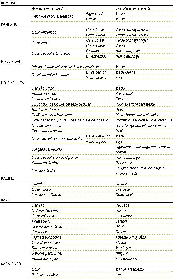 Racimo de tamao grande, compacto y longitud de pednculo corto a medio. La baya es pequea y uniforme, color de la epidermis azul-negra, forma esfrica, separacin pedicelo dificil,  de piel gruesa, pigmentacin de la pulpa ausente o muy dbil, consistencia blanda y muy jugosa, sin sabor particular, y  pepitas bien formadas. Sarmiento de color marron amarillento y relieve de superficie lisa. Sumidad: apertura de extremidad completamente abierta, los pelos postrados en extremidad tienen una pigmentacin media y una densidad media. Pampano: el color del entrenudo en la cara dorsal y en la ventral es verde con rayas rojas y del nudo  en la cara dorsal es verde con rayas rojas y en la cara ventral es verde, la densidad de pelos tumbados en el nudo y en el entrenudo es nula o muy baja. La hoja joven tiene una intensidad antocinica de las 6 hojas terminales medio, y la densidad de pelos tumbados entre nervios es de media a  densa y sobre nervios baja. La hoja adulta tiene el tamao del limbo medio de forma pentagonal, cinco lbulos, disposicin de lbulos del seno peciolar poco abierto a ligeramente, hinchazn del haz dbil, perfil en seccin transversal plano, bordes hacia el envs, profundidad superficial con lbulos cerrados y ligeramente superpuestos, pigmentacin del haz dbil, Densidad entre nervios principales en los pelos tumbados media y en los pelos erguidos baja, longitud del peciolo ms largo que el nervio central, nula o muy baja densidad de pelos sobre el peciolo, la forma de los dientes rectilneos y de longitud media, relacin longitud - anchura media.
