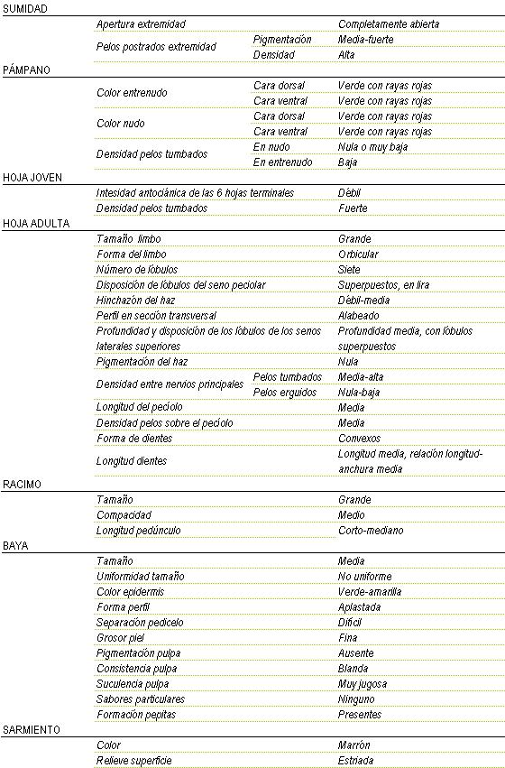 Racimo de tama�o grande, compacidad media y longitud de ped�nculo corto a mediano. La baya es de tama�o medio y no uniforme, color de la epidermis verde-amarilla, forma aplastada, separaci�n pedicelo dificil, de piel fina, pigmentaci�n de la pulpa ausente, consistencia blanda y muy jugosa, sin sabor particular y pepitas presentes. Sarmiento de color marron y relieve de superficie estriada. Sumidad: apertura de extremidad completamente abierta, los pelos postrados en extremidad tienen una pigmentaci�n media a fuerte y una densidad alta. Pampano: el color del entrenudo y del nudo en la cara dorsal y ventral es verde con rayas rojas, la densidad de pelos tumbados en el nudo es nula o muy baja y en el entrenudo baja. La hoja joven tiene una intensidad antoci�nica de las 6 hojas terminales d�bil, y la densidad de pelos tumbados es fuerte. La hoja adulta tiene el tama�o del limbo grande de forma orbicular, siete l�bulos, disposici�n de l�bulos del seno peciolar superpuestos, en lira, hinchaz�n del haz d�bil a media, perfil en secci�n transversal alabeado, profundidad media, con l�bulos superpuestos, pigmentaci�n del haz nula, Densidad entre nervios principales en los pelos tumbados media a alta y en los pelos erguidos nula a baja, longitud del peciolo media, densidad de pelos sobre el peciolo media, la forma de los dientes convexos y de longitud media, relaci�n longitud - anchura media.