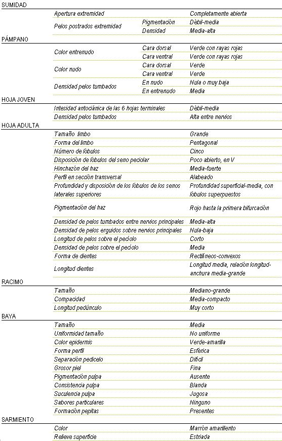 Racimo de tama�o mediano a grande, compacidad de media a compacta y longitud de ped�nculo muy corto. La baya es de tama�o medio y no uniforme, color de la epidermis verde a amarilla, forma esferica, separaci�n pedicelo dificil,  piel fina, pigmentaci�n de la pulpa ausente, consistencia blanda y jugosa, sin sabor particular, y pepitas presentes. Sarmiento de color marron amarillento y relieve de superficie estriada. Sumidad: apertura de extremidad completamente abierta, los pelos postrados en extremidad tienen una pigmentaci�n d�bil a media y una densidad media - alta. Pampano: el color del entrenudo tanto en la cara dorsal como en la ventral es verde con rayas rojas y el color del nudo en la cara dorsal y la ventral verde, la densidad de pelos tumbados en el nudo es nula o muy baja y en el entrenudo media. La hoja joven tiene una intensidad antoci�nica de las 6 hojas terminales d�bil a media, y la densidad de pelos tumbados alta entre nervios. La hoja adulta tiene el tama�o del limbo grande de forma pentagonal, cinco l�bulos, disposici�n de l�bulos del seno peciolar poco abierto, en V, hinchaz�n del haz media a fuerte, perfil en secci�n transversal alabeado, profundidad superficial a media con l�bulos superpuestos, pigmentaci�n del haz rojo hasta la primera bifurcaci�n, Densidad entre nervios principales en los pelos tumbados media a alta y en los pelos erguidos nula a baja, longitud de pelos sobre el peciolo corto y densidad de pelos sobre el peciolo media, la forma de los dientes rectilineos a convexos de longitud media, relaci�n longitud - anchura media a grande.