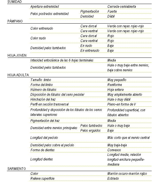 Sumidad: apertura de extremidad cerrada a semiabierta, los pelos postrados en extremidad tienen una pigmentaci�n fuerte y una densidad d�bil. Pampano: el color del entrenudo en la cara dorsal y en la ventral es verde con rayas rojas a rojo, color del nudo en la cara dorsal y en la ventral es rojo, la densidad de pelos tumbados en el nudo y en entrenudo es baja. La hoja joven tiene una intensidad antoci�nica de las 6 hojas terminales media, la densidad de pelos tumbados es nula o muy baja entre nervios y baja sobre nervios. La hoja adulta tiene el tama�o del limbo muy peque�o de forma reniforme, hoja entera, disposici�n de l�bulos del seno peciolar muy ampliamente abierto, hinchaz�n del haz nula o muy d�bil, perfil en secci�n transversal plano en forma de V, profundidad superficial, con l�bulos abiertos, pigmentaci�n del haz media. Densidad entre nervios principales en los pelos tumbados nula o muy baja y en los pelos erguidos baja, longitud del peciolo m�s corto que el nervio central, densidad pelos sobre el pec�olo muy baja a baja, la forma de los dientes son convexos de longitud media, relaci�n longitud - anchura peque�a a mediana. Sarmiento de color marr�n oscuro a marron rojizo y relieve de superficie estriado.