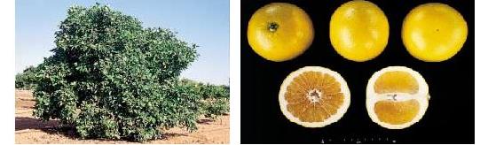 imagen ilustrativa del rbol y de diferentes vistas del fruto con corte longitudinal y transversal.