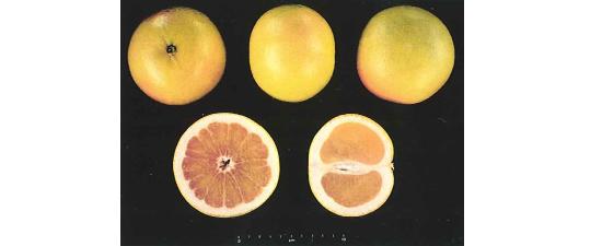 imagen ilustrativa del fruto desde varias perspectivas con corte longitudinal y transversal.