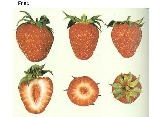 imagen ilustrativa del fruto