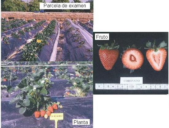 imagen ilustrativa de fruto, planta y parcela de examen.