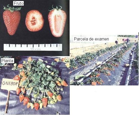 imagen ilustrativa del fruto, planta y parcela de examen.