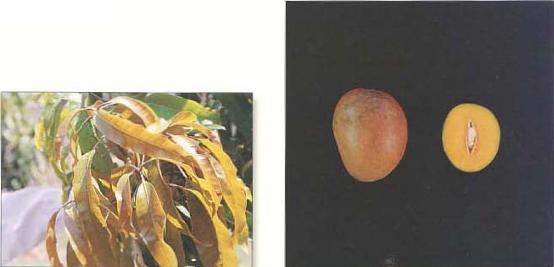 Imgenes de hoja y fruto de la variedad Gouveia.