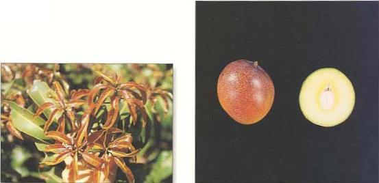 Imgenes de hoja y fruto de la variedad Kent.