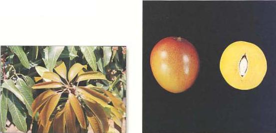 Imgenes de hoja y fruto de la variedad Tommy Atkins.