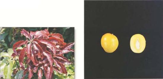 Imgenes de hoja y fruto de la variedad Gomera-1.
