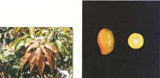 Imgenes de hoja y fruto de la variedad Gomera-3.