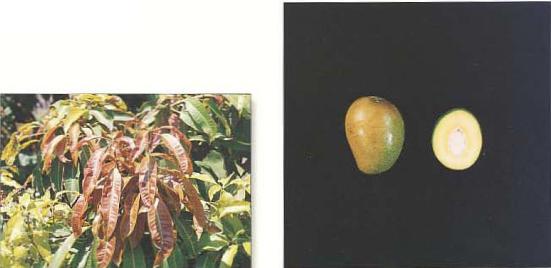 Imgenes de hoja y fruto de la variedad Gomera-4.