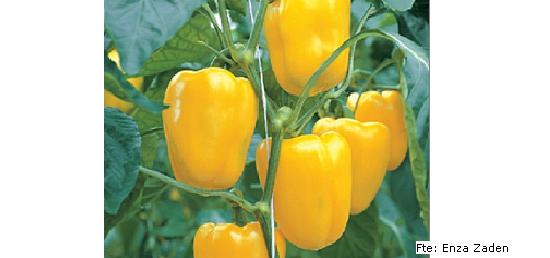 imagen ilustrativa del fruto