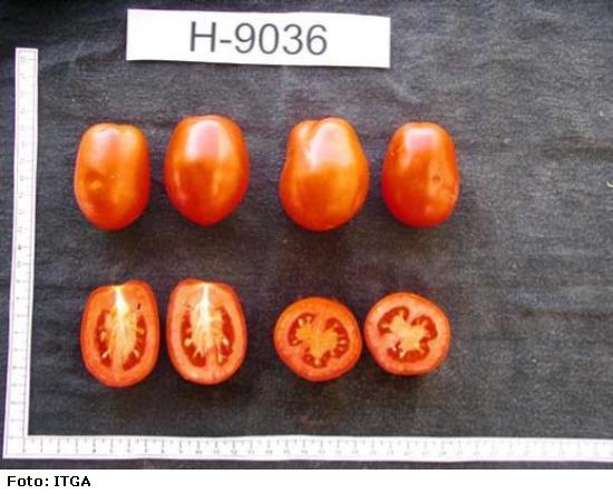 imagen ilustrativa del fruto