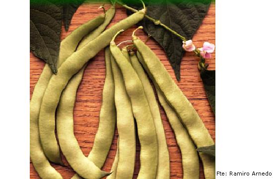 imagen ilustrativa del fruto