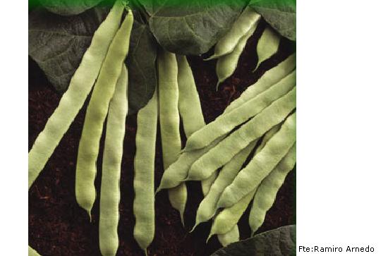 imagen ilustrativa del fruto