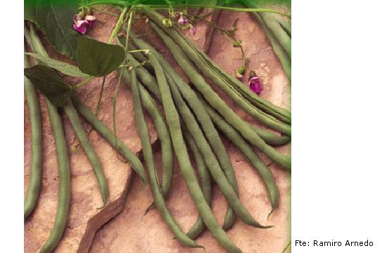 imagen ilustrativa del fruto