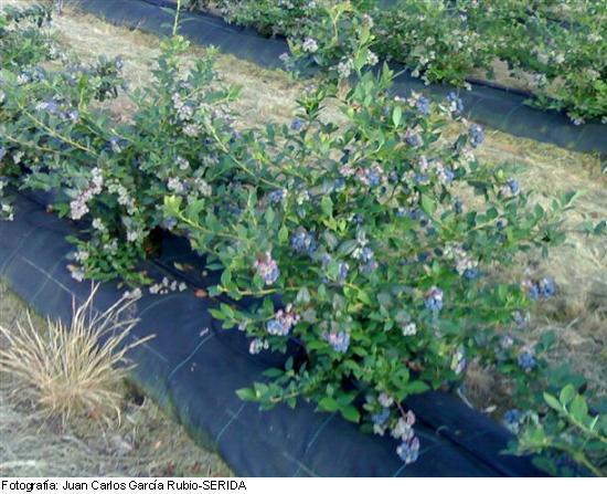 Imagen de frutos de la variedad Legacy.