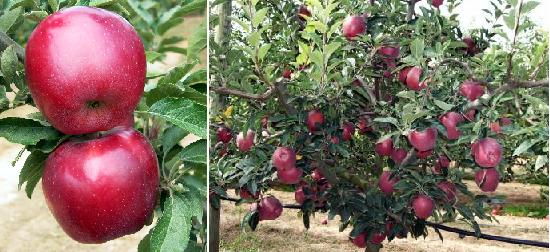 Imagen de fruto y fructificación.