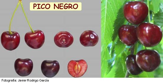 Imagen del fruto de la variedad Pico negro.