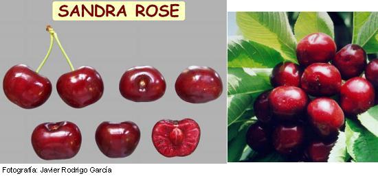 Imagen del fruto de la variedad Sandra Rose.