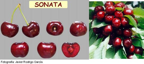 Imagen del fruto de la variedad Sonata.