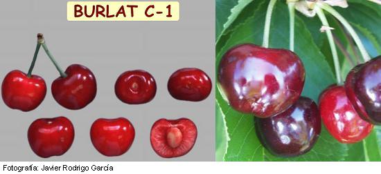 Imagen del fruto de la variedad Burlat C-1