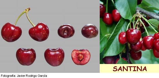 Imagen del fruto de la variedad Santina.