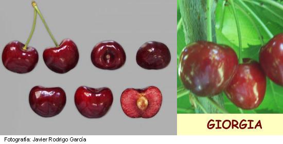 Imagen del fruto de la variedad Giorgia.
