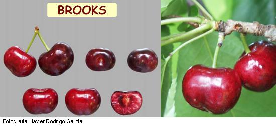 Imagen del fruto de la variedad Brooks.