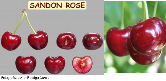Imagen del fruto de la variedad Sandon Rose.
