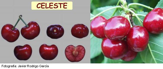 Imagen del fruto de la variedad Celeste.