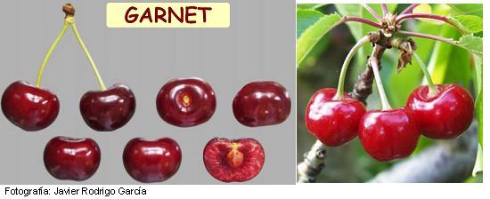 Imagen del fruto de la variedad Garnet.