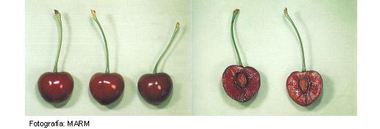 Imagen del fruto de la variedad Ebony.