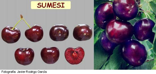 Imagen del fruto de la variedad Sumesi.