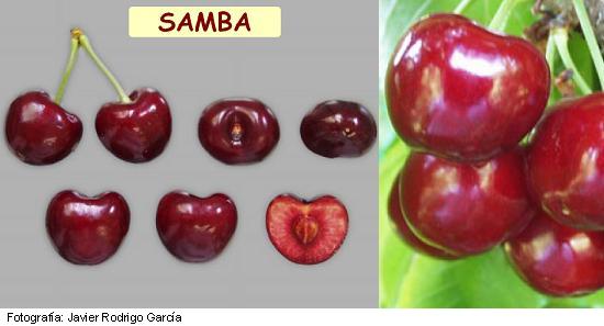 Imagen del fruto de la variedad Samba.